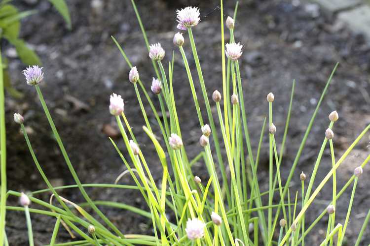 You are currently viewing Contrôler la ciboulette : conseils pour débarrasser les pelouses des plants de ciboulette