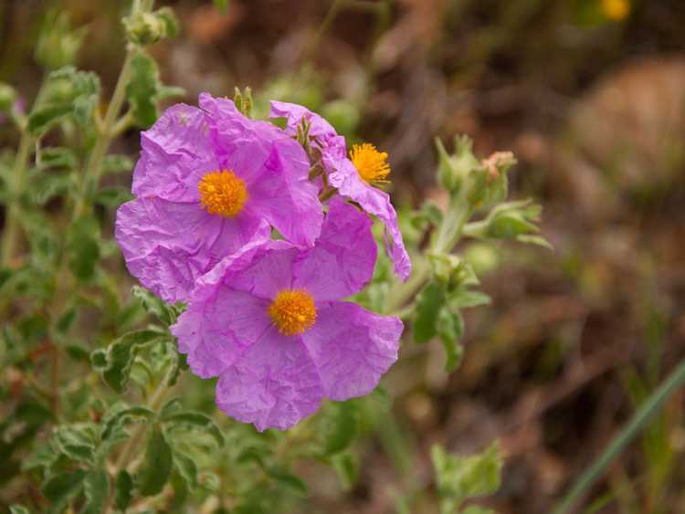 You are currently viewing Entretien du ciste : comment faire pousser des plantes de ciste dans le jardin