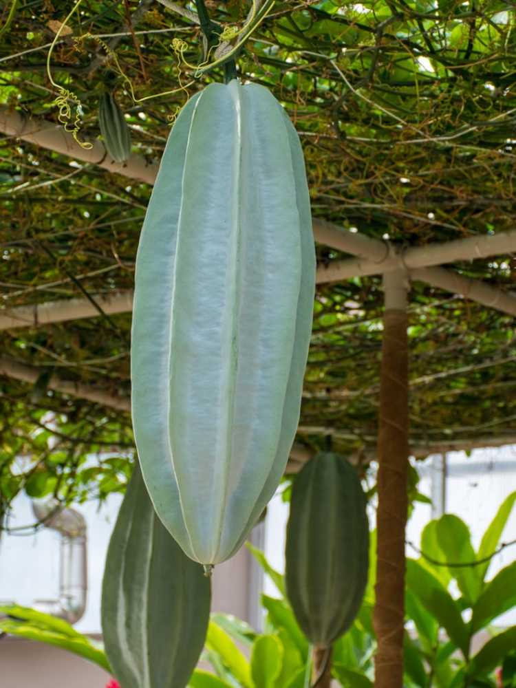 You are currently viewing Qu'est-ce qu'une citrouille cannelée – Cultiver des plantes de citrouille cannelée nigérianes