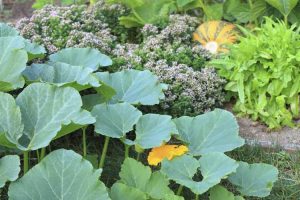 Lire la suite à propos de l’article Compagnons de culture de citrouilles : découvrez la plantation de citrouilles en compagnonnage