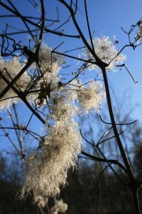 Lire la suite à propos de l’article Préparation hivernale des clématites – Prendre soin des clématites en hiver