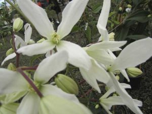 Lire la suite à propos de l’article Soins des clématites à feuilles persistantes : Cultiver des vignes de clématites à feuilles persistantes dans le jardin