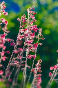 Lire la suite à propos de l’article Planter des cloches de corail : conseils pour faire pousser la plante des cloches de corail dans votre jardin