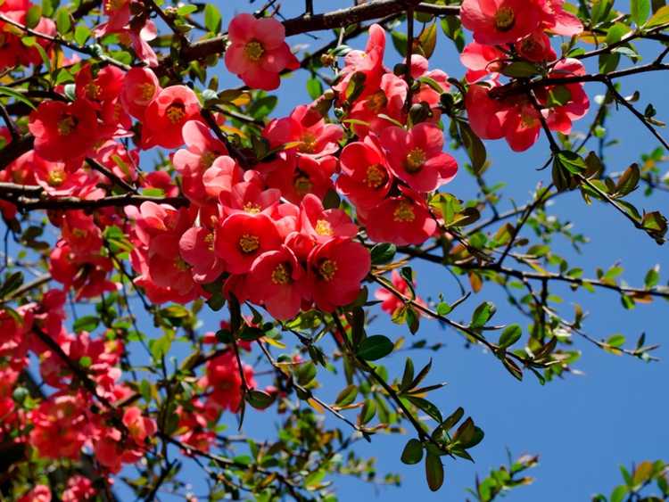 You are currently viewing Plantes compagnes de coings à fleurs : découvrez les compagnons de coings pour les jardins