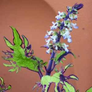Lire la suite à propos de l’article La plante Coleus a des épis floraux: que faire avec les fleurs de Coleus