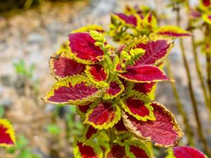 Lire la suite à propos de l’article Coleus Care – Informations sur la culture de Coleus