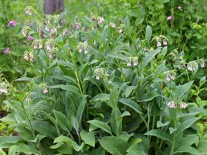 Lire la suite à propos de l’article Qu'est-ce que la consoude : informations sur la culture des plantes de consoude