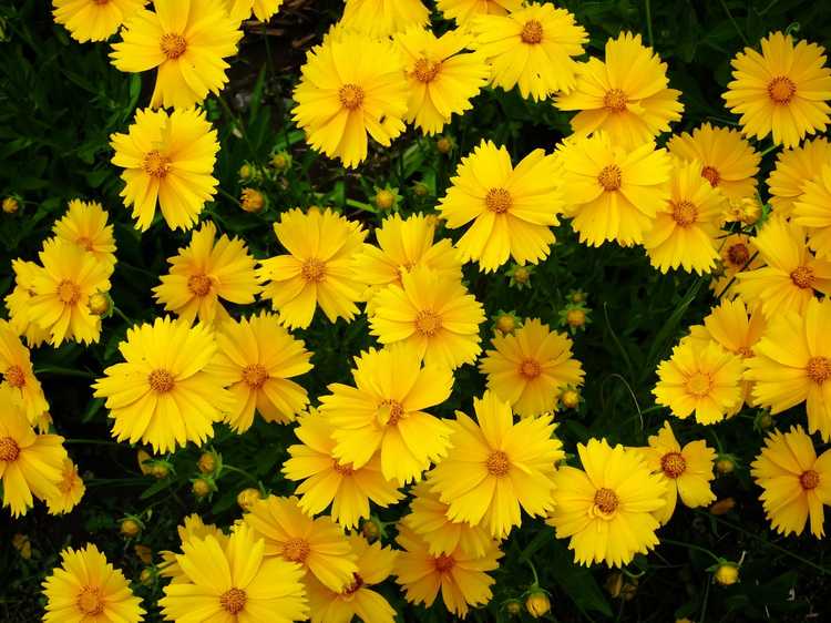 You are currently viewing Guide de Coreopsis Deadheading – Devriez-vous planter des plantes de Coreopsis Deadhead