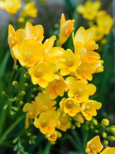 Lire la suite à propos de l’article Plante à bulbes de freesia : quand et comment planter un bulbe de freesia