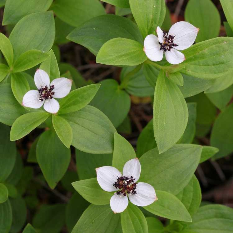 You are currently viewing Entretien du cornouiller nain : conseils pour cultiver des plantes de cornouiller nain