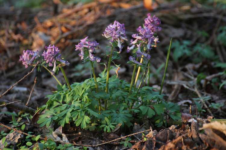 You are currently viewing Qu'est-ce que Corydalis : cultiver et propager des plantes Corydalis