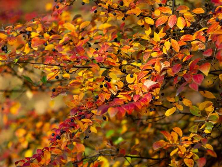 You are currently viewing Qu'est-ce que Hedge Cotoneaster : En savoir plus sur les soins de Hedge Cotoneaster