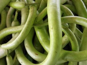 Lire la suite à propos de l’article Plantes de courge Cucuzza: Conseils sur la culture de la courge italienne Cucuzza