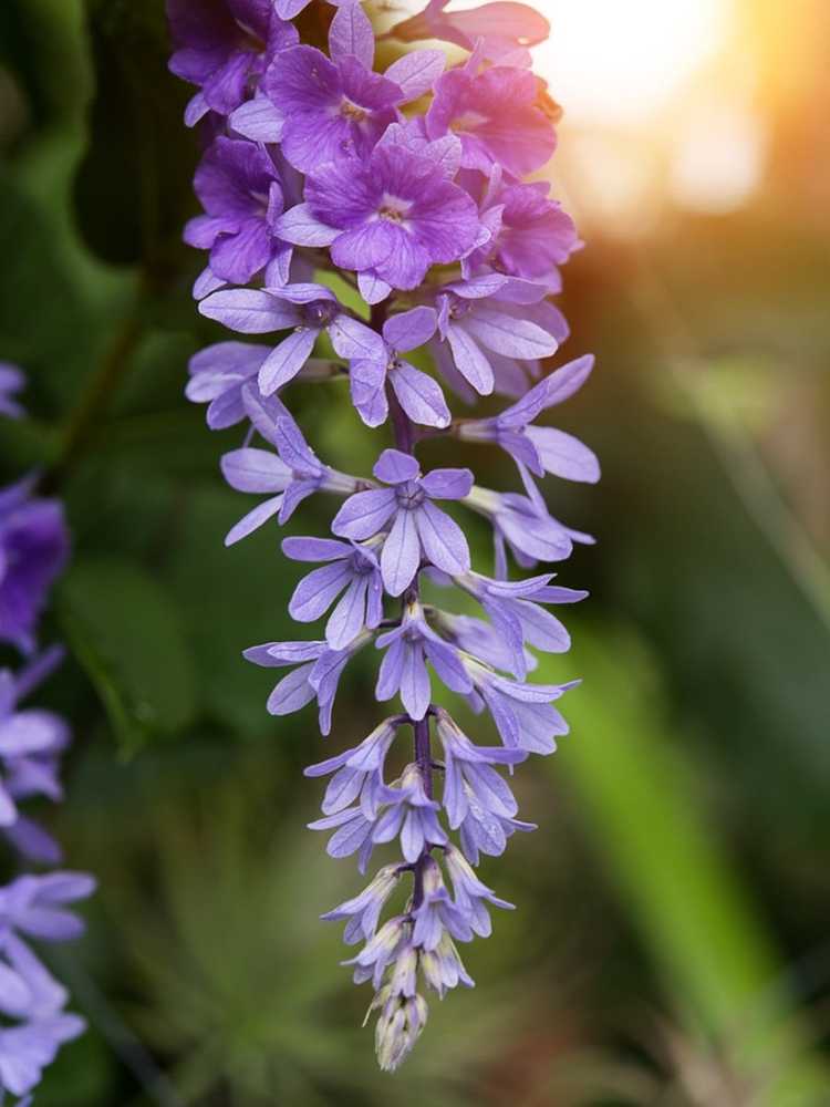 Lire la suite à propos de l’article Informations sur la couronne de la reine – En savoir plus sur la culture des plantes de la couronne de la reine