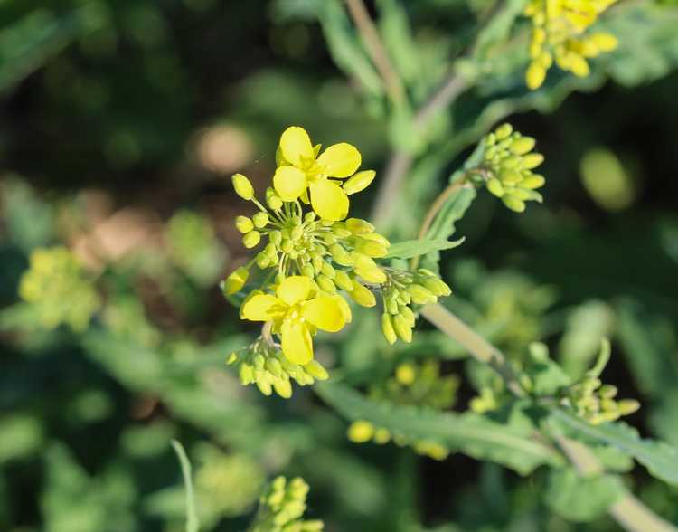 You are currently viewing Informations sur le cresson : qu'est-ce qu'une plante de fusée jaune