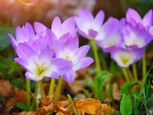 Lire la suite à propos de l’article Qu'est-ce que le crocus d'automne : informations sur la culture et les soins des plantes de crocus d'automne