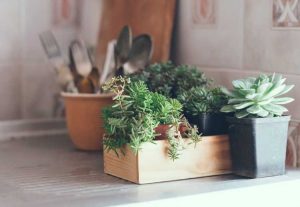 Lire la suite à propos de l’article Plantes d'intérieur de cuisine : quelles plantes poussent le mieux dans les cuisines