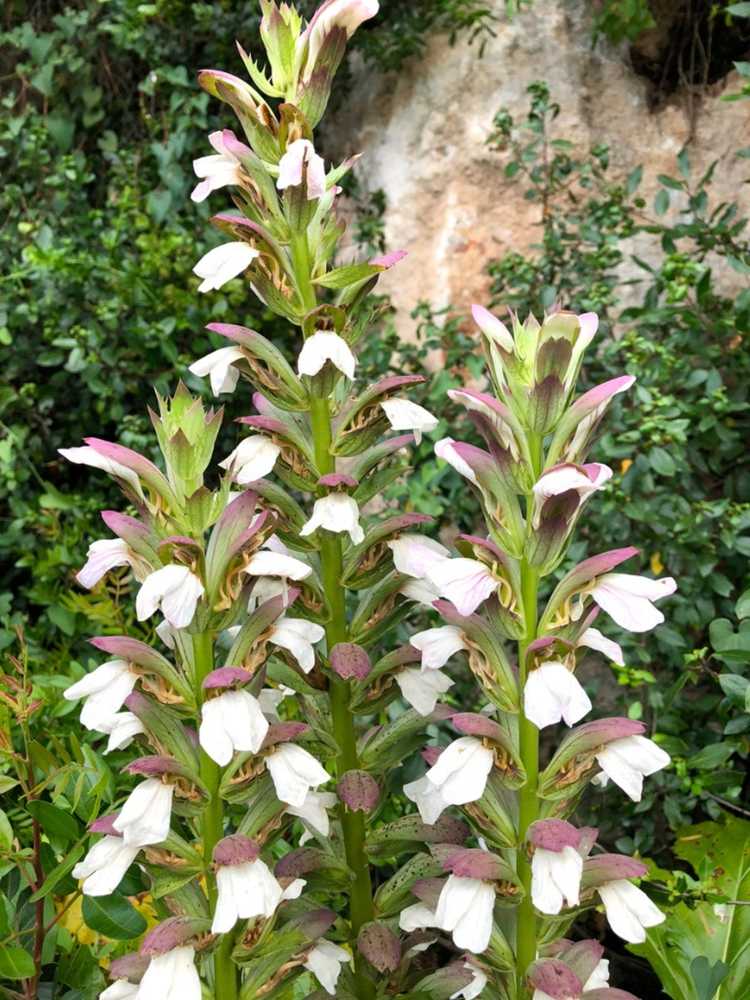 You are currently viewing Entretien des plantes d'acanthe – Comment faire pousser une plante de culotte d'ours