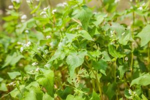 Lire la suite à propos de l’article Rotation des cultures de couverture : comment faire pivoter les plantes de cultures de couverture