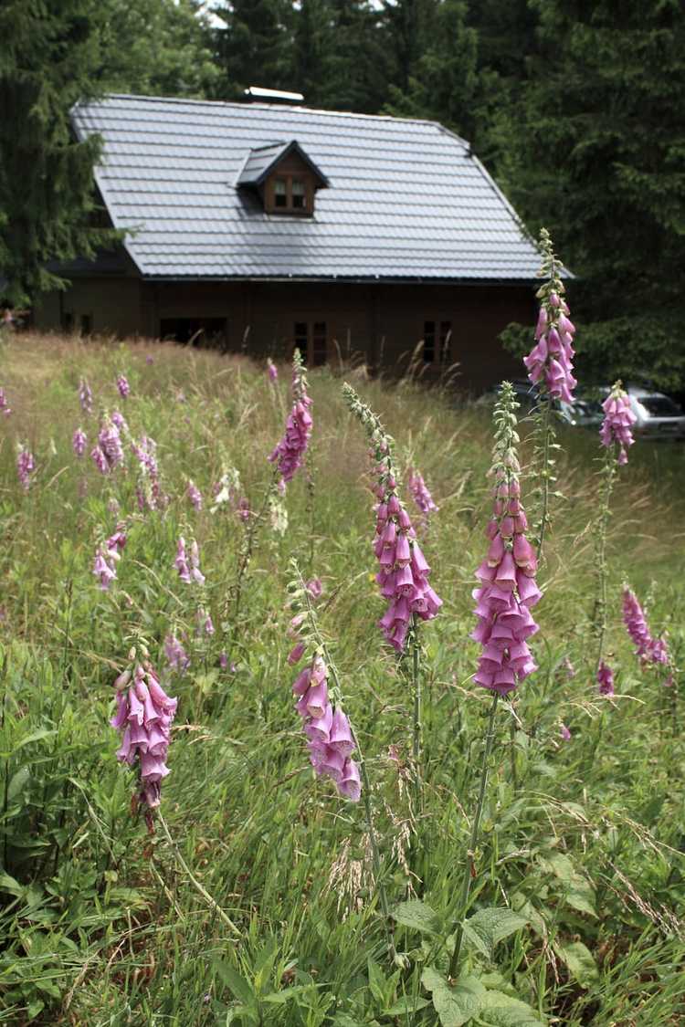 Lire la suite à propos de l’article Soutenir les plantes de digitales – Conseils pour tuteurer les digitales trop hautes