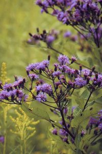 Lire la suite à propos de l’article Gestion de l'ironweed : conseils pour contrôler les plantes d'ironweed