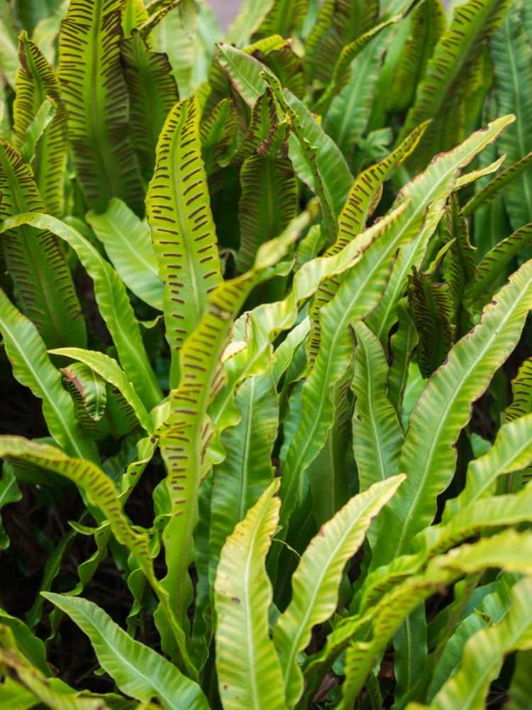 You are currently viewing Soins de la fougère de la langue de Hart: Conseils pour cultiver une plante de fougère de la langue de Hart