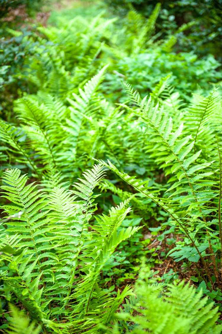 You are currently viewing Prendre soin des fougères d'extérieur : comment prendre soin des fougères dans le jardin