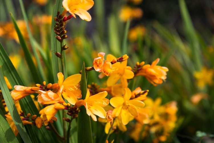 You are currently viewing Problèmes avec les plantes de freesia : découvrez les maladies et les ravageurs du freesia