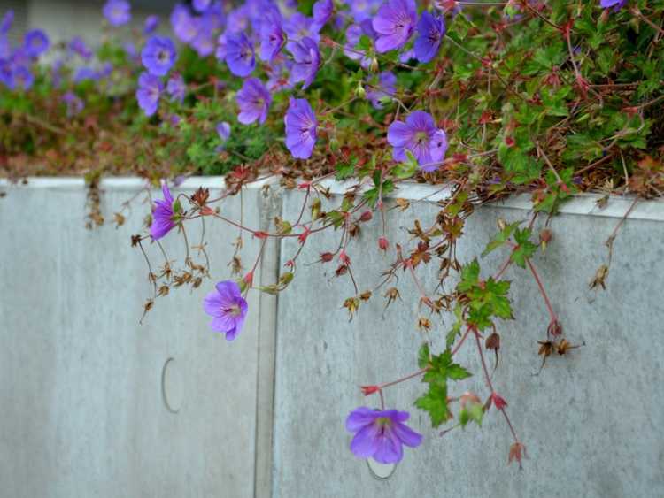 Lire la suite à propos de l’article Géraniums envahis par la végétation : prévenir et corriger les plantes de géranium aux longues jambes