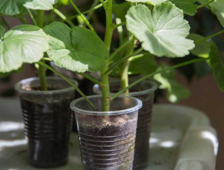 You are currently viewing Propagation des graines de géranium : pouvez-vous faire pousser un géranium à partir de graines