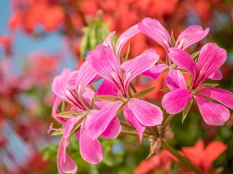 You are currently viewing Ivy Geranium Care – Comment cultiver et entretenir les lierres géraniums