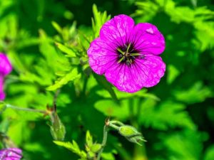 Lire la suite à propos de l’article Plantes de géranium rustique – Cultiver du géranium géranium rustique et ses soins