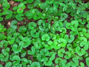 Lire la suite à propos de l’article Prendre soin du gingembre sauvage : comment faire pousser des plantes de gingembre sauvage