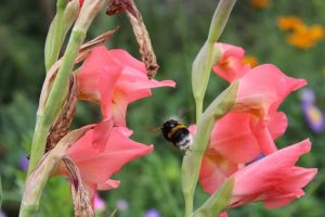 Lire la suite à propos de l’article Glaïeul Deadheading : avez-vous besoin de Deadhead Glads