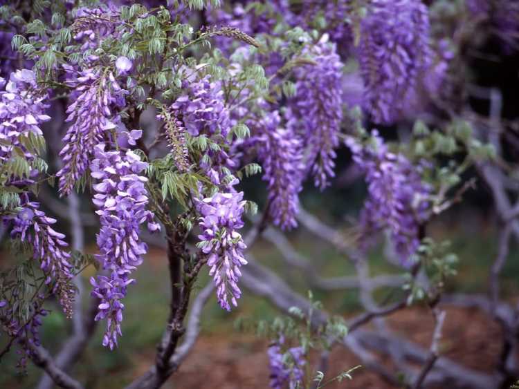 You are currently viewing Taille de la glycine : comment tailler une glycine