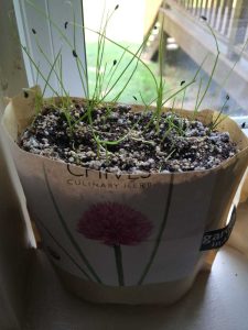 Lire la suite à propos de l’article Plantation de graines de ciboulette : conseils pour faire pousser de la ciboulette à partir de graines