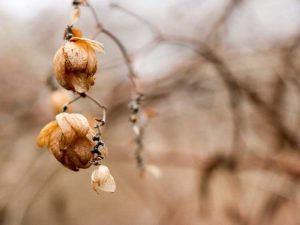 Lire la suite à propos de l’article Cultiver du houblon en hiver : informations sur les soins hivernaux du houblon