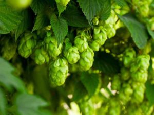 Lire la suite à propos de l’article Types de plantes de houblon : combien existe-t-il de variétés de houblon