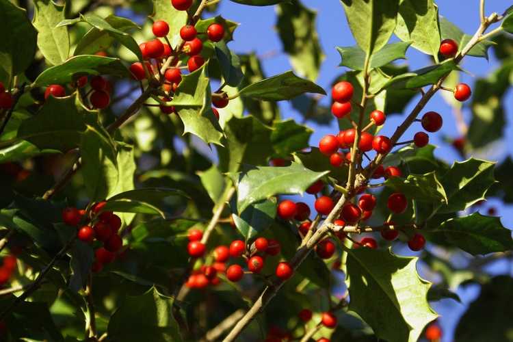 You are currently viewing Calendrier de fructification du houx – Quand le houx fleurit-il et fruit