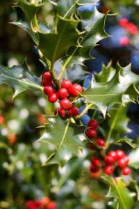 Lire la suite à propos de l’article Engrais pour plantes à houx : comment et quand nourrir les arbustes à houx