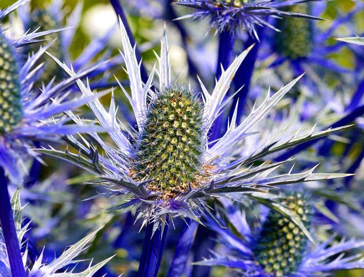 You are currently viewing Entretien des plantes de houx de mer : comment faire pousser une plante de houx de mer