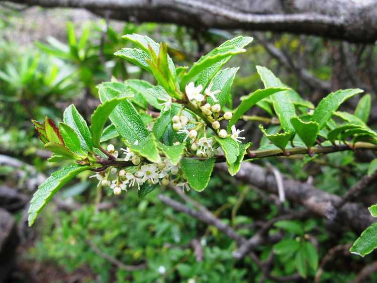 You are currently viewing Prostrate Holly Info – Conseils pour prendre soin des plantes de houx à faible croissance