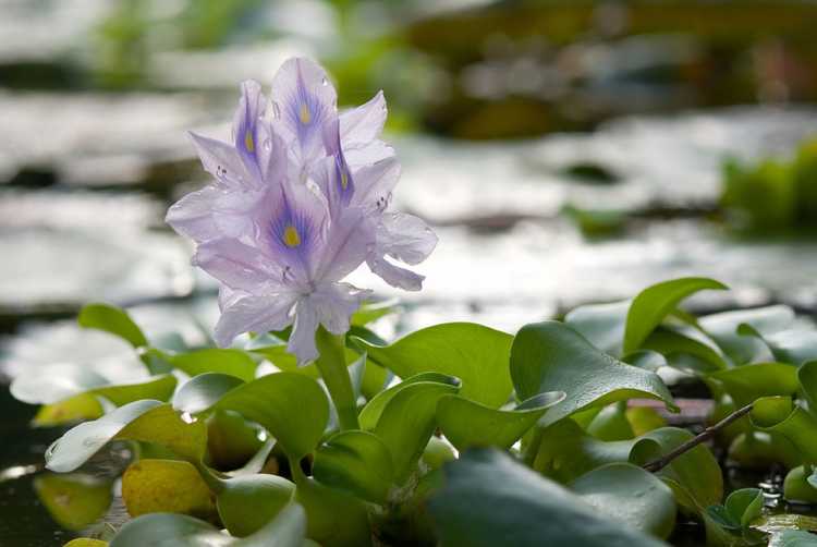 You are currently viewing Conseils pour cultiver des plantes de jacinthe d’eau