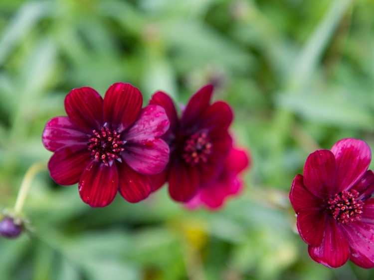 Lire la suite à propos de l’article Plantes de jardin en chocolat : créer un jardin avec des plantes qui sentent le chocolat