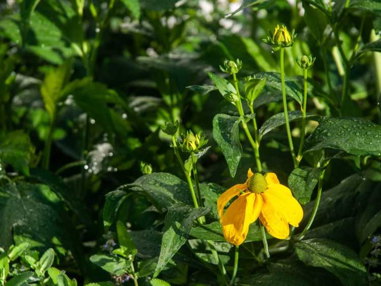 Lire la suite à propos de l’article Instructions pour le jardin pluvial : qu'est-ce qu'un jardin pluvial et les plantes du jardin pluvial