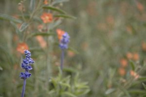 Lire la suite à propos de l’article Plantes de jardin indigènes : environnements végétaux indigènes dans le jardin