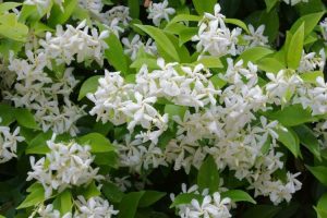 Lire la suite à propos de l’article Tailler un jasmin étoilé : apprenez quand couper les plants de jasmin étoilé
