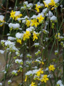 Lire la suite à propos de l’article Hiverner les plantes de jasmin : prendre soin du jasmin pendant l'hiver