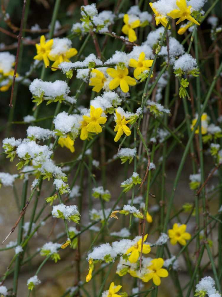 You are currently viewing Hiverner les plantes de jasmin : prendre soin du jasmin pendant l'hiver