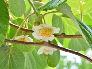 Lire la suite à propos de l’article Informations sur les plantes pollinisatrices de kiwi